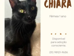 Gato raça SRD-ViraLata idade 1 ano nome Chiara