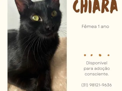 Gato raça SRD-ViraLata idade 1 ano nome Chiara