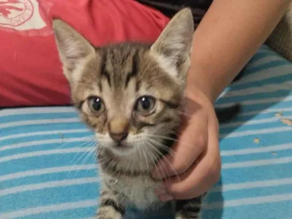 Gato ra a SRD-ViraLata idade 2 a 6 meses nome Gatinha 