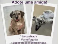 Cachorro raça SRD-ViraLata idade 2 anos nome AYLA