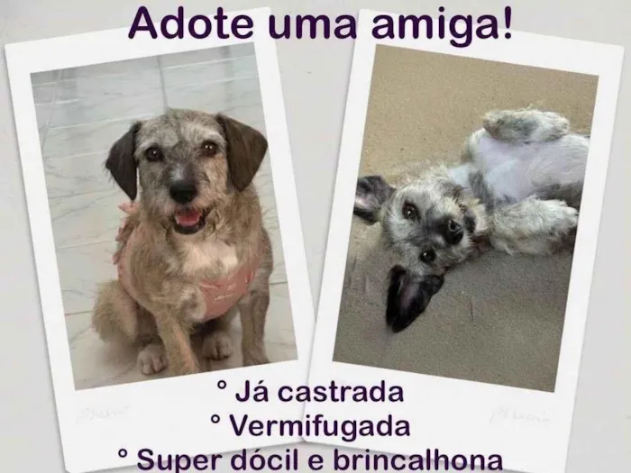 Cachorro ra a SRD-ViraLata idade 2 anos nome AYLA