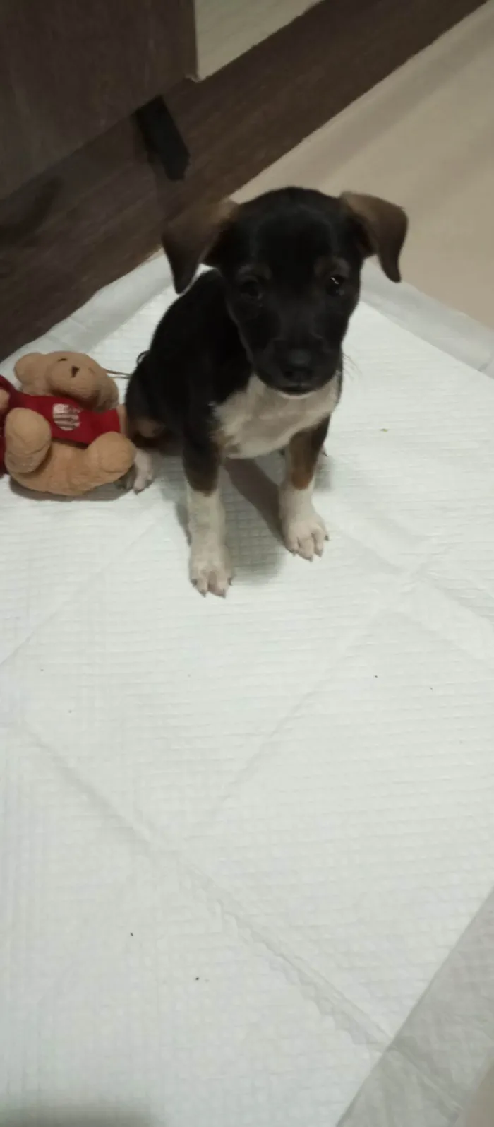 Cachorro ra a SRD-ViraLata idade 2 a 6 meses nome Nala