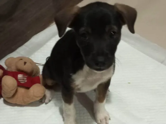 Cachorro ra a SRD-ViraLata idade 2 a 6 meses nome Nala