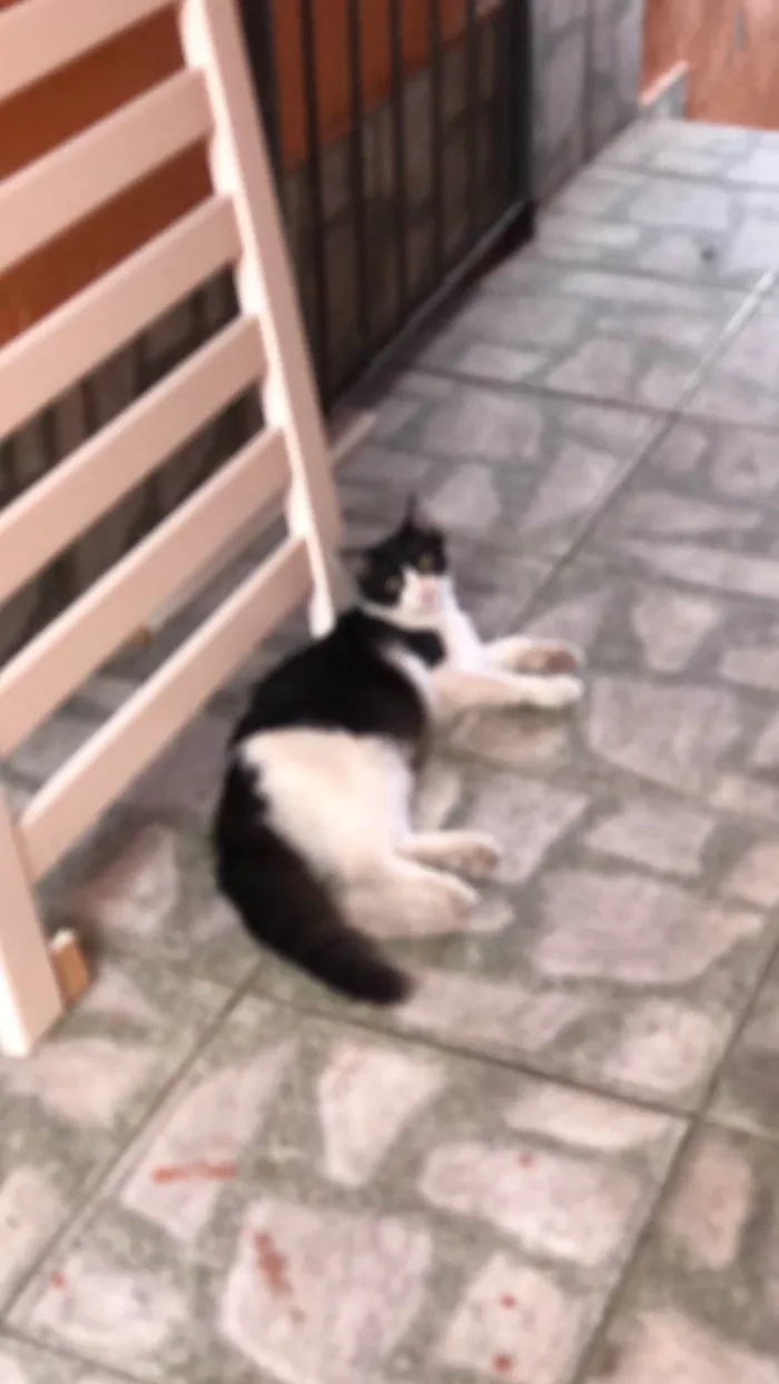 Gato ra a SRD-ViraLata idade 7 a 11 meses nome Tom 