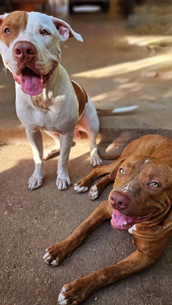 Cachorro ra a Pit-Bull idade 1 ano nome Hulk e Pirata