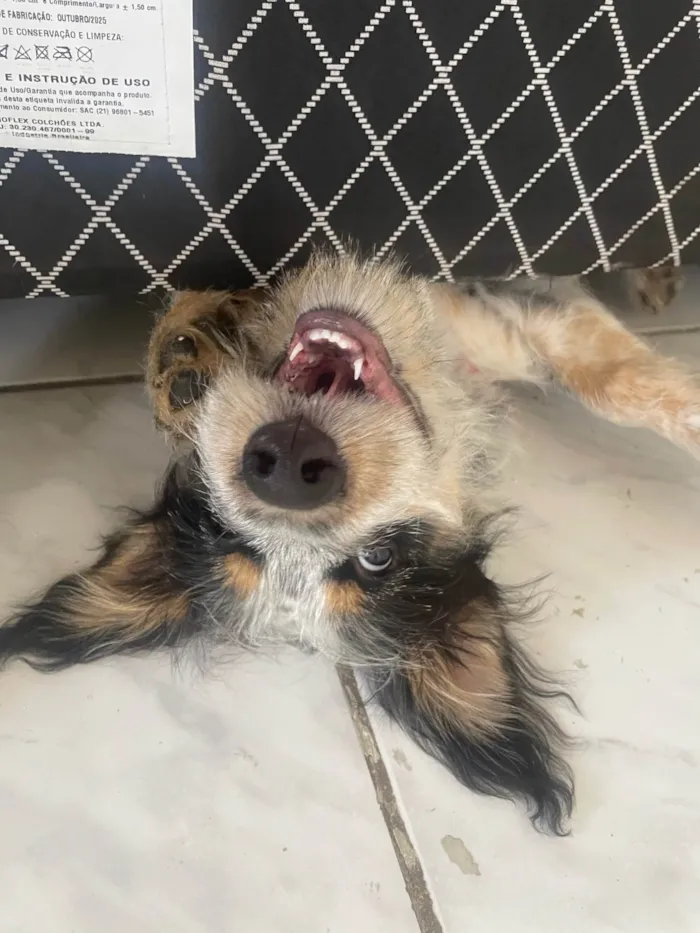 Cachorro ra a SRD-ViraLata idade 2 a 6 meses nome Cacau