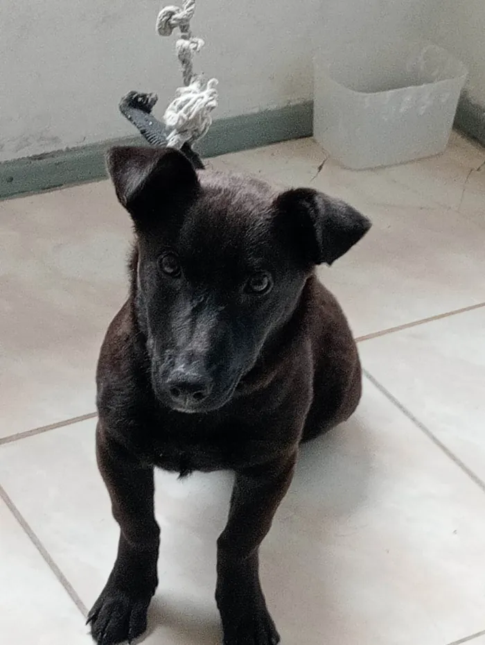 Cachorro ra a SRD-ViraLata idade 2 a 6 meses nome Sasha 
