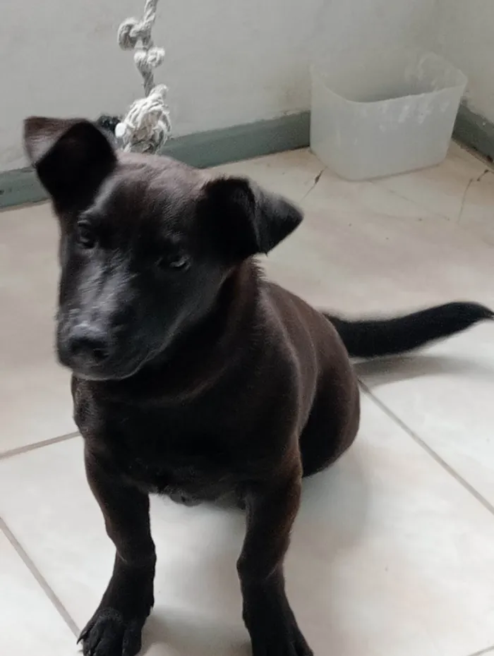 Cachorro ra a SRD-ViraLata idade 2 a 6 meses nome Sasha 