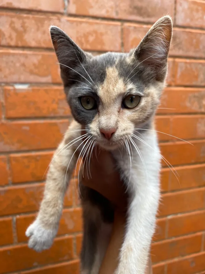 Gato ra a SRD-ViraLata idade 2 a 6 meses nome Neném