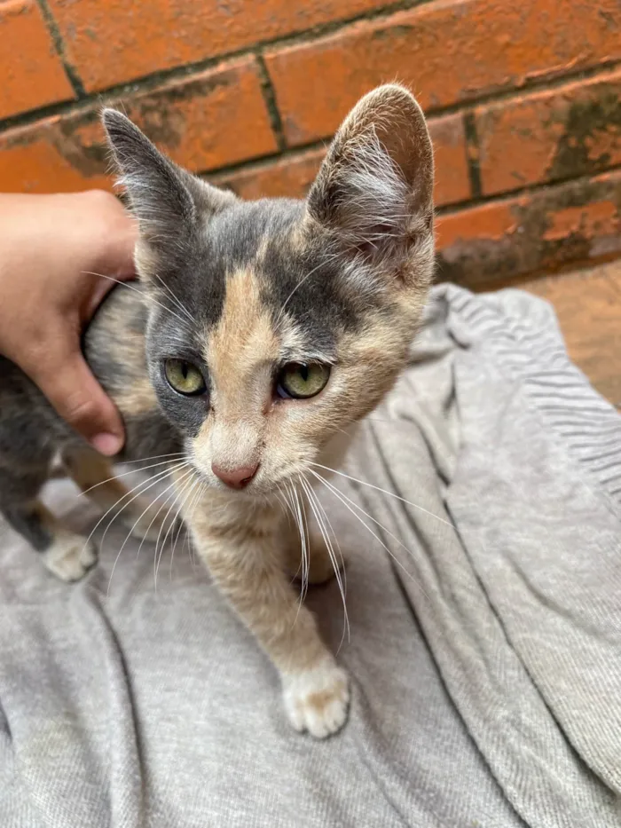 Gato ra a SRD-ViraLata idade 2 a 6 meses nome Neném