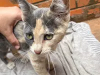 Gato raça SRD-ViraLata idade 2 a 6 meses nome Neném