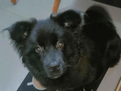 Cachorro ra a Chow Chow idade 2 a 6 meses nome Cacau