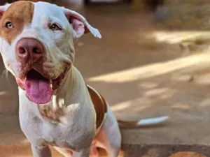 Cachorro raça Pit-Bull idade 1 ano nome Hulk e Pirata