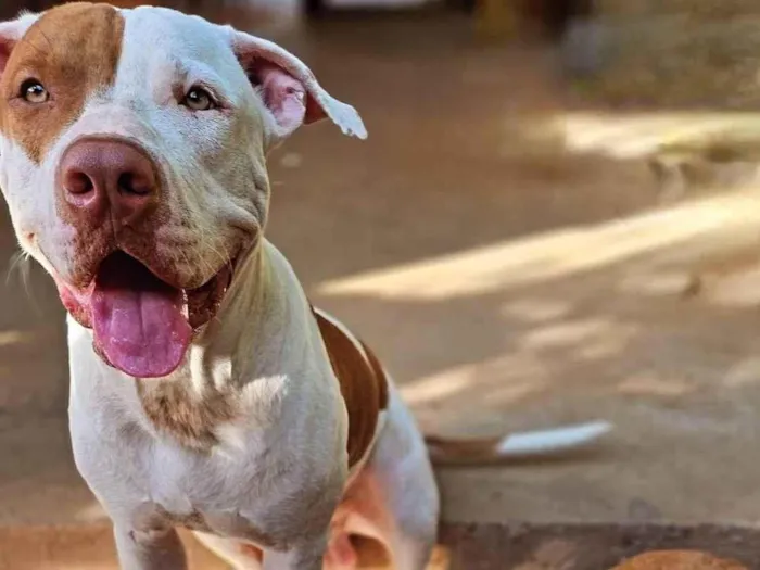 Cachorro ra a Pit-Bull idade 1 ano nome Hulk e Pirata