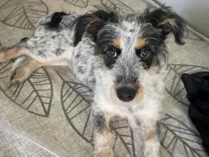 Cachorro ra a SRD-ViraLata idade 2 a 6 meses nome Cacau