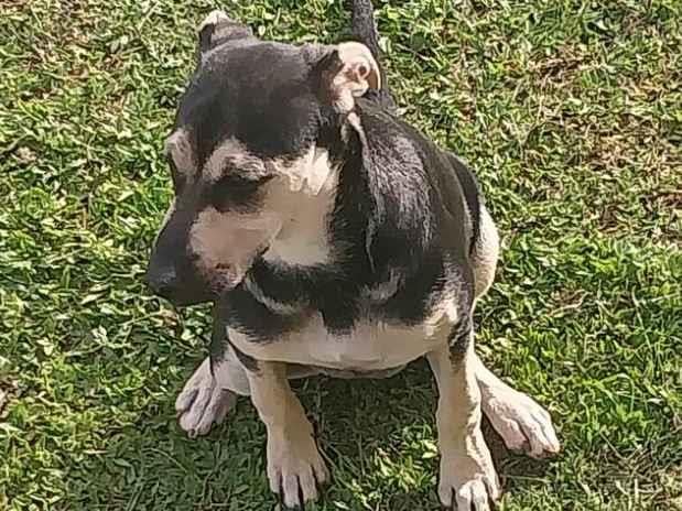 Cachorro raça SRD-ViraLata idade 2 a 6 meses nome Sem nome