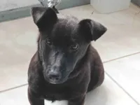 Cachorro raça SRD-ViraLata idade 2 a 6 meses nome Sasha 