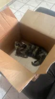 Gato ra a SRD-ViraLata idade 2 a 6 meses nome Catarina