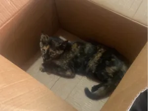 Gato raça SRD-ViraLata idade 2 a 6 meses nome Catarina