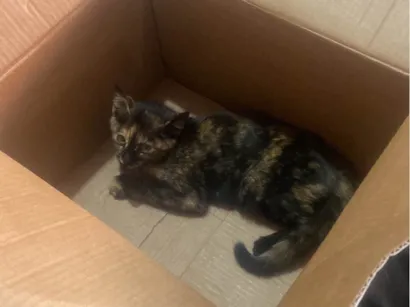 Gato raça SRD-ViraLata idade 2 a 6 meses nome Catarina