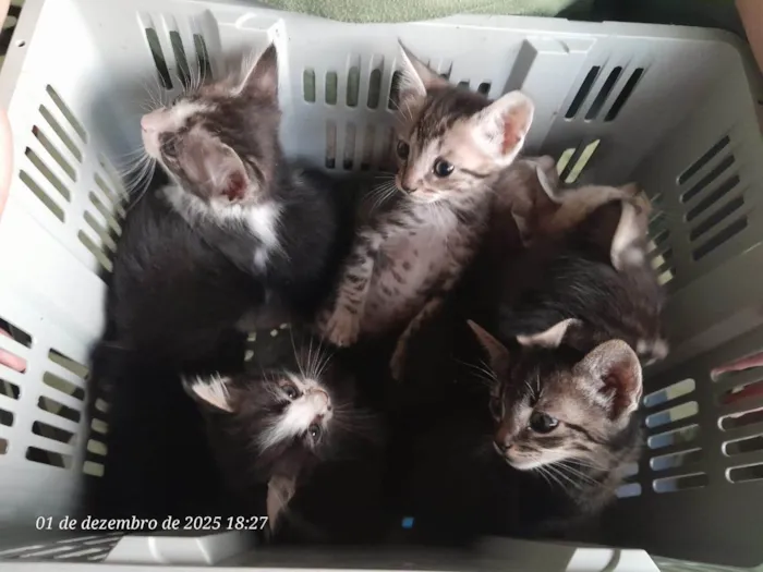 Gato ra a Angorá idade 2 a 6 meses nome Sem nome. 