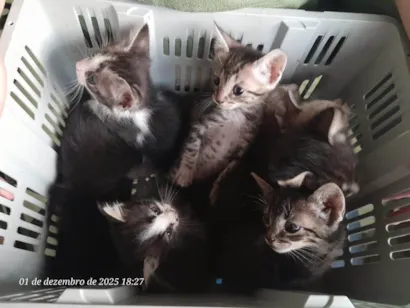 Gato raça Angorá idade 2 a 6 meses nome Sem nome. 