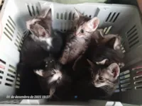 Gato ra a Angorá idade 2 a 6 meses nome Sem nome. 