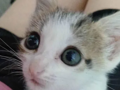 Gato raça SRD-ViraLata idade Abaixo de 2 meses nome DOAÇÃO DE GATO FILHOTE - URGENTE 