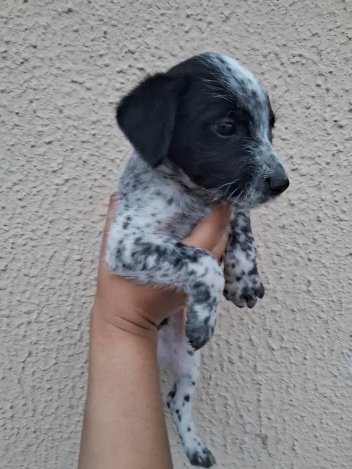 Cachorro ra a SRD-ViraLata idade Abaixo de 2 meses nome CAROLINA DONADE PASSOS SOARES