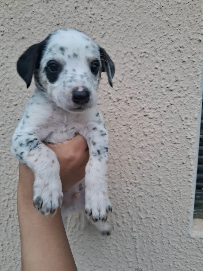 Cachorro ra a SRD-ViraLata idade Abaixo de 2 meses nome CAROLINA DONADE PASSOS SOARES