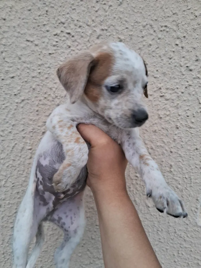 Cachorro ra a SRD-ViraLata idade Abaixo de 2 meses nome CAROLINA DONADE PASSOS SOARES