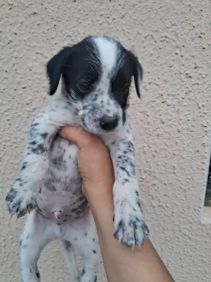 Cachorro ra a SRD-ViraLata idade Abaixo de 2 meses nome CAROLINA DONADE PASSOS SOARES