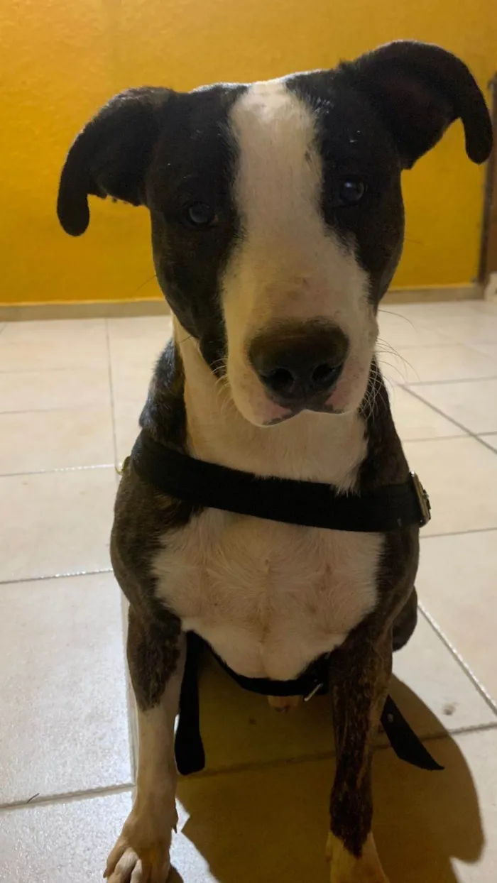 Cachorro ra a Pit-Bull idade 1 ano nome Billy