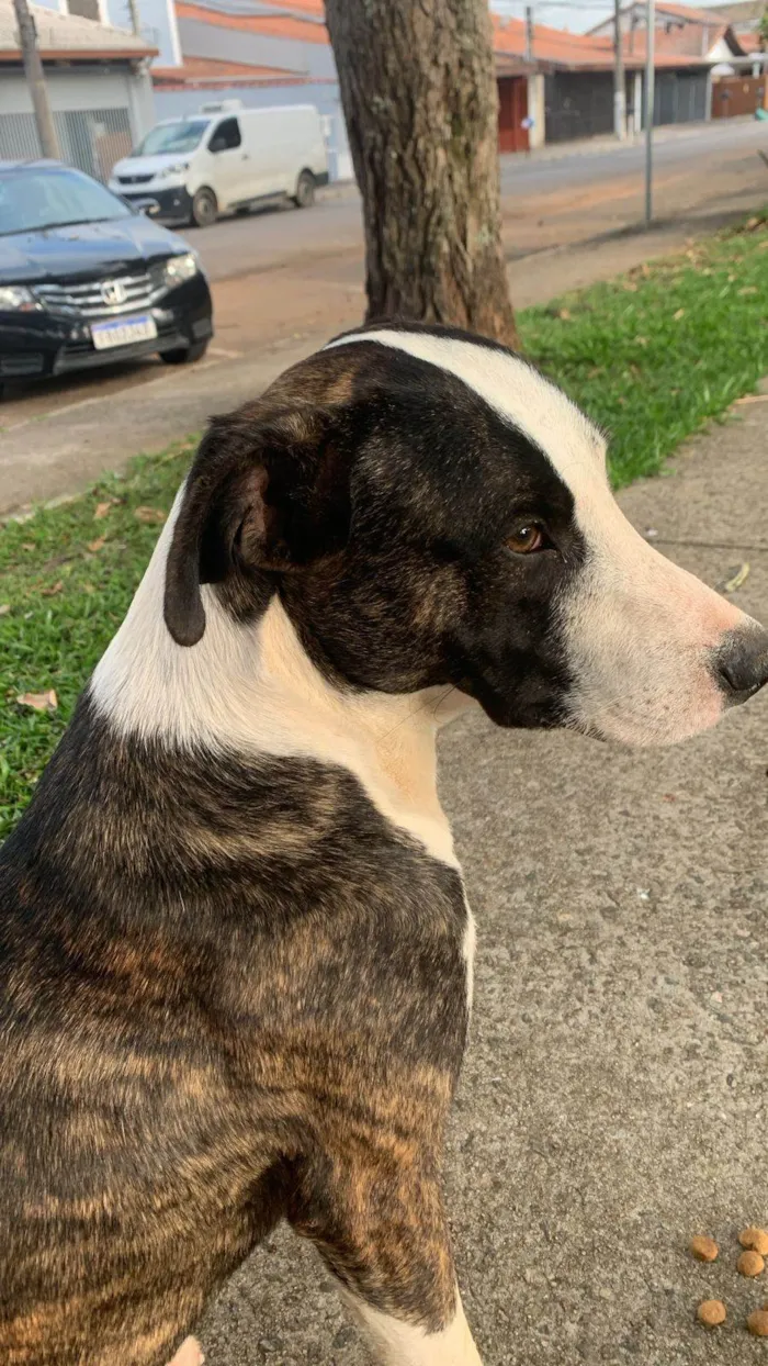 Cachorro ra a Pit-Bull idade 1 ano nome Billy