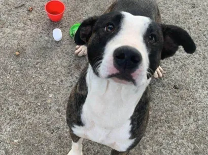 Cachorro raça Pit-Bull idade 1 ano nome Billy