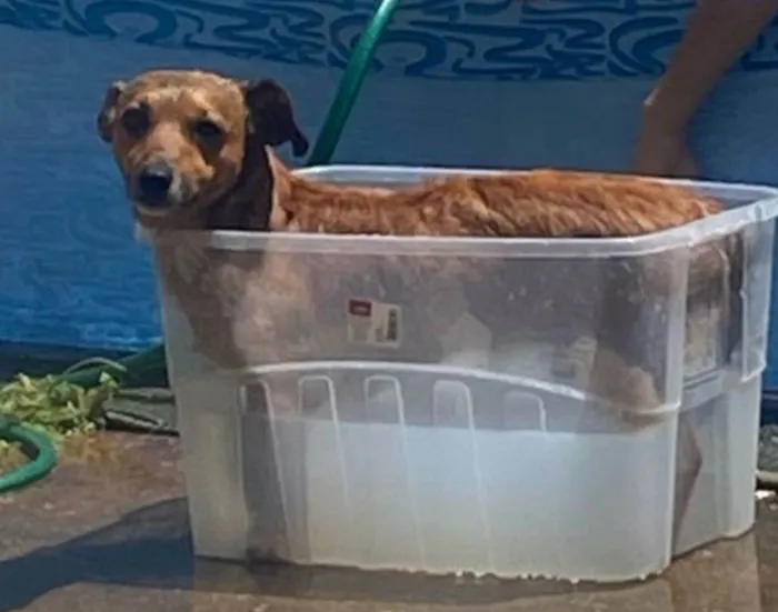 Cachorro ra a Basset-Cofap idade 2 anos nome Salsicha 