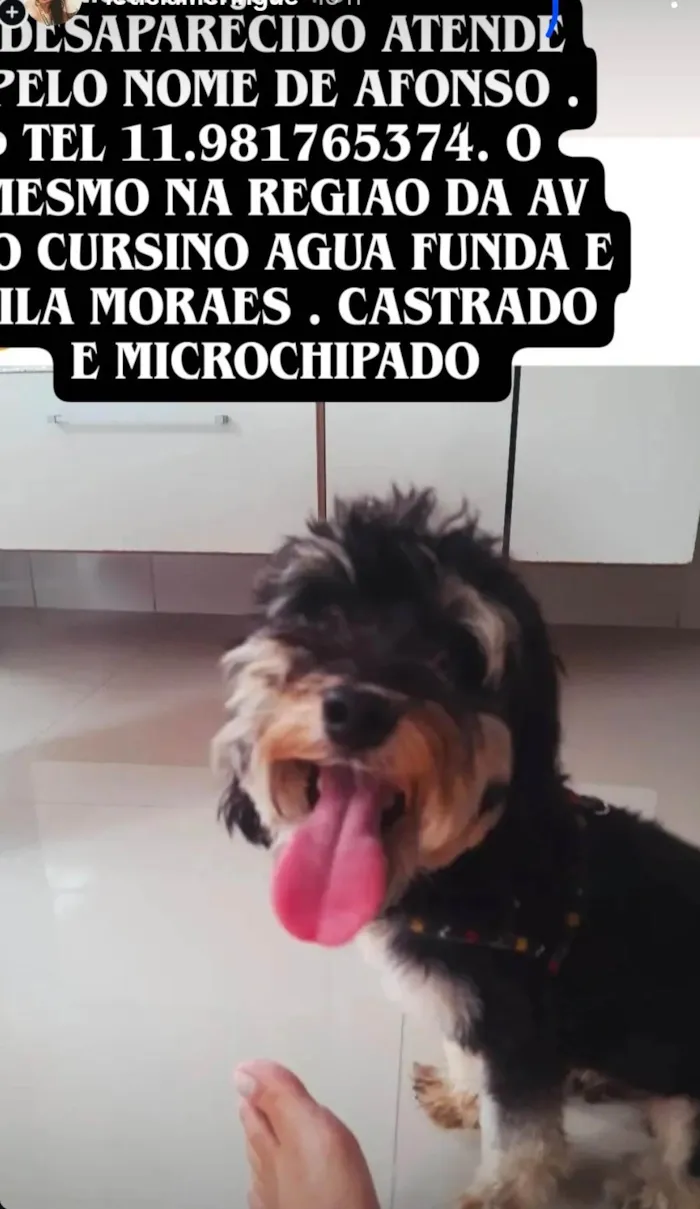 Cachorro ra a SRD-ViraLata idade 4 anos nome Afonso