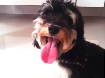 Cachorro raça SRD-ViraLata idade 4 anos nome Afonso