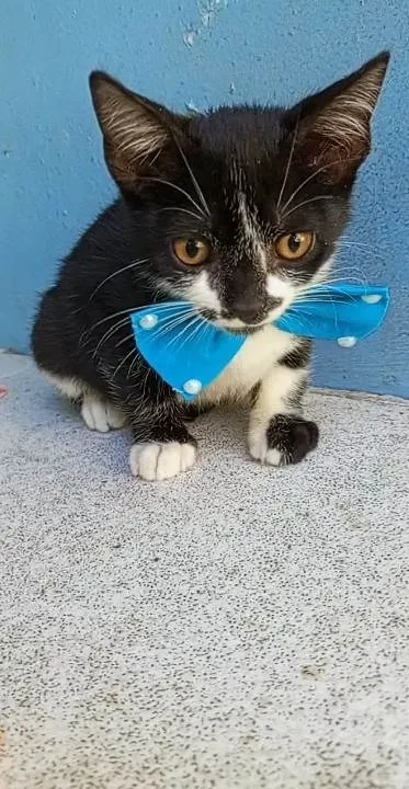 Gato ra a SRD-ViraLata idade 2 a 6 meses nome Amor