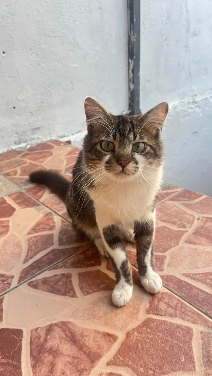 Gato ra a SRD-ViraLata idade 1 ano nome Martin 