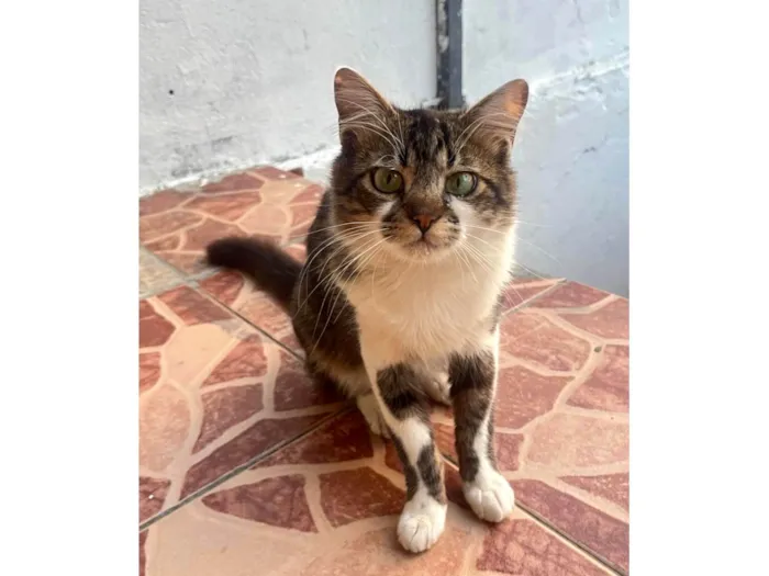 Gato ra a SRD-ViraLata idade 1 ano nome Martin 