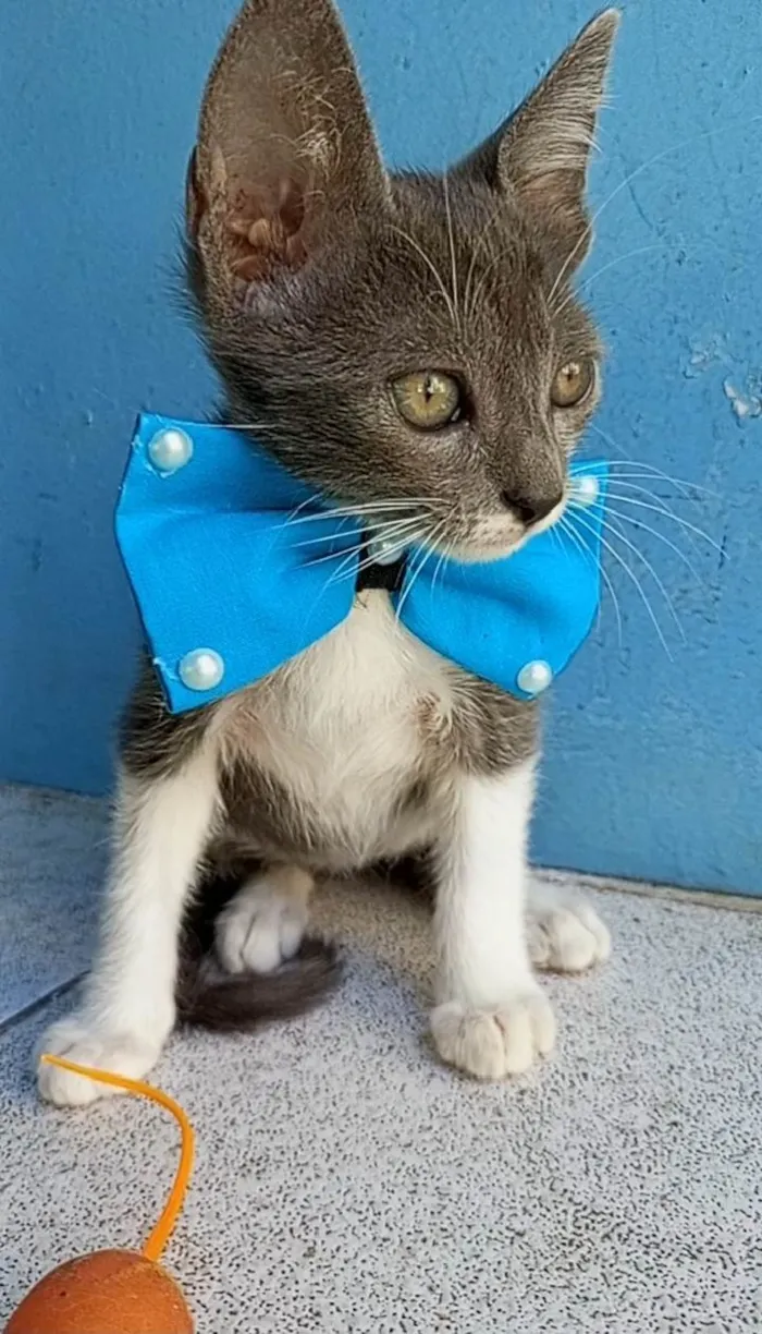 Gato ra a SRD-ViraLata idade 2 a 6 meses nome Paixao