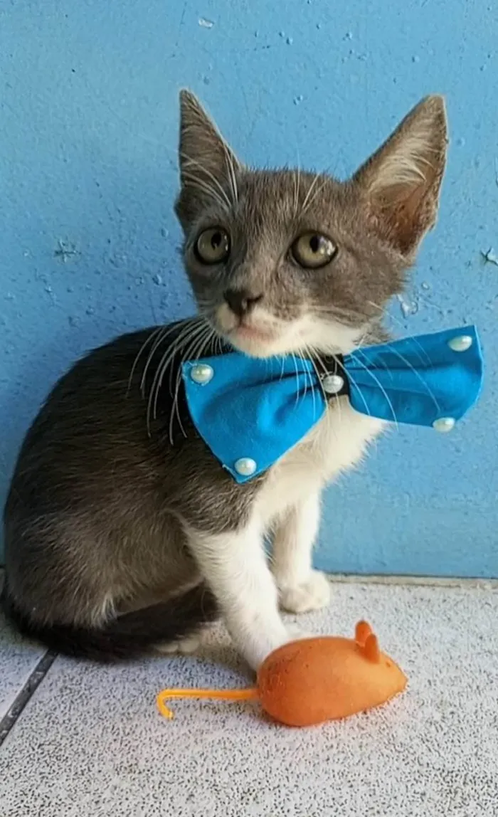 Gato ra a SRD-ViraLata idade 2 a 6 meses nome Paixao