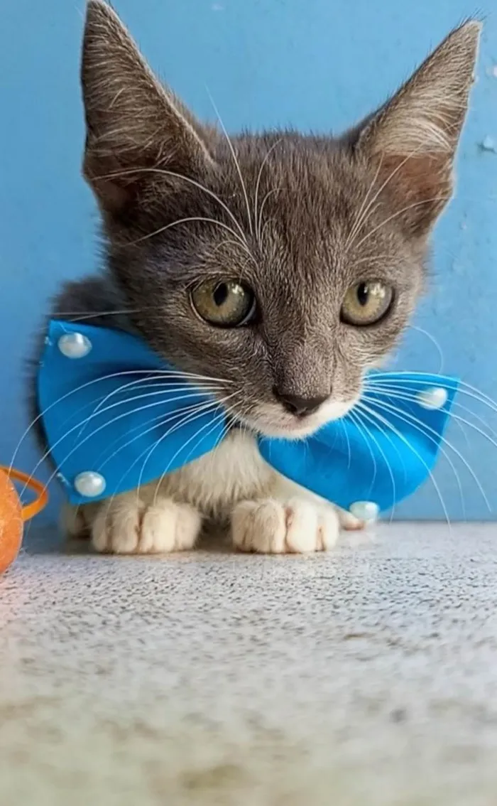 Gato ra a SRD-ViraLata idade 2 a 6 meses nome Paixao