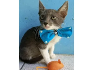 Gato raça SRD-ViraLata idade 2 a 6 meses nome Paixao