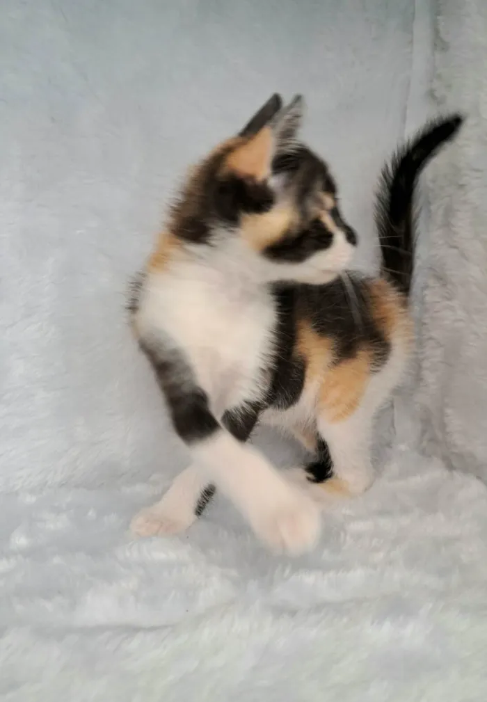 Gato raça SRD-ViraLata idade Abaixo de 2 meses nome Zama