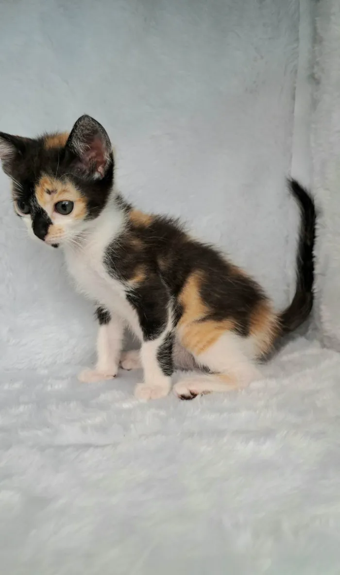 Gato raça SRD-ViraLata idade Abaixo de 2 meses nome Zama