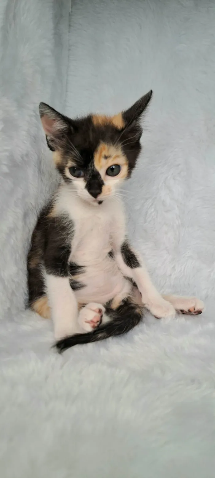 Gato raça SRD-ViraLata idade Abaixo de 2 meses nome Zama