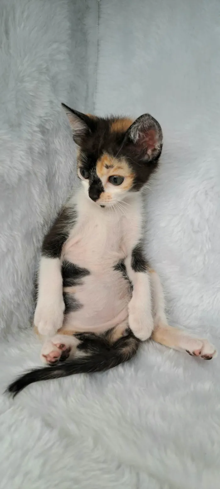 Gato raça SRD-ViraLata idade Abaixo de 2 meses nome Zama