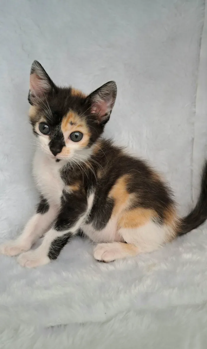 Gato raça SRD-ViraLata idade Abaixo de 2 meses nome Zama